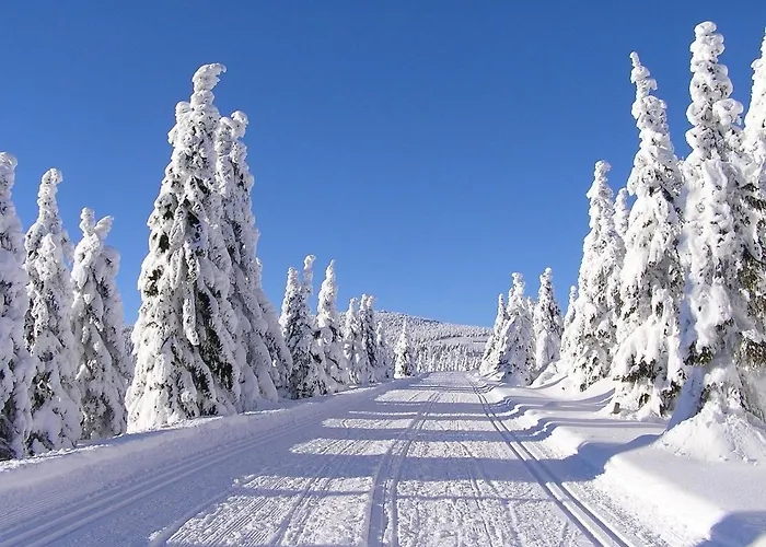 Sejkorka